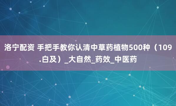 洛宁配资 手把手教你认清中草药植物500种（109.白及）_大自然_药效_中医药